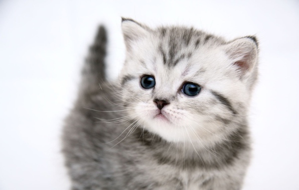 Маленький симпатичный котенок
