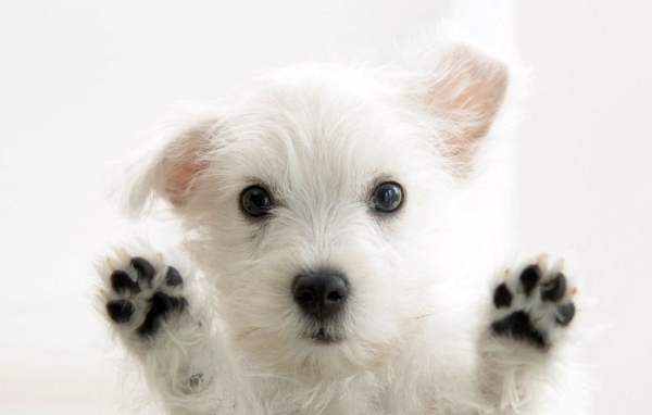 Собака на Вашем экране