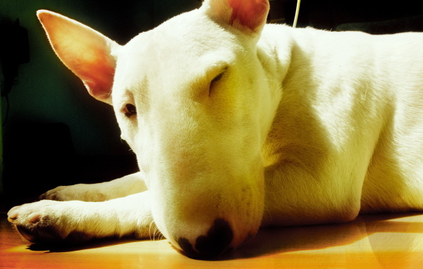 Собака с большим носом