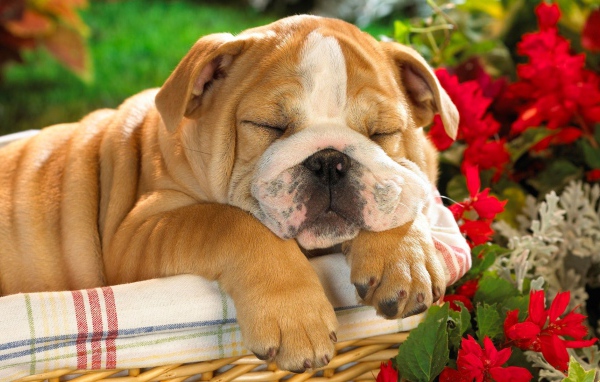 Английский Бульдог в корзине