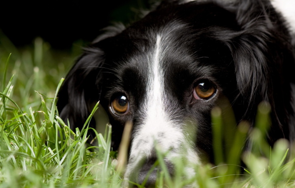 Aнглийский Cпрингер-Cпаниель