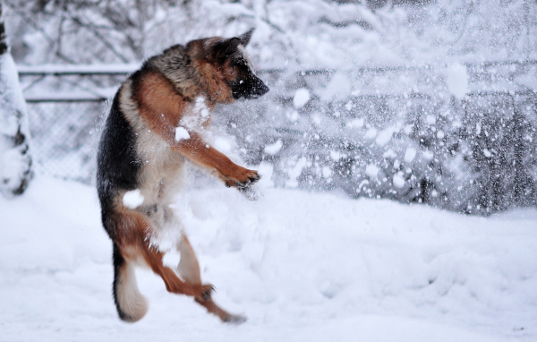 German Shepherd under fire