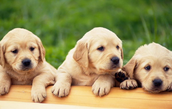 Щенки Лабрадора