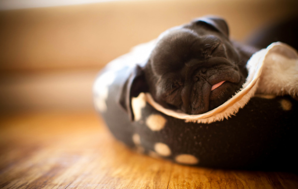 щенок Мопса