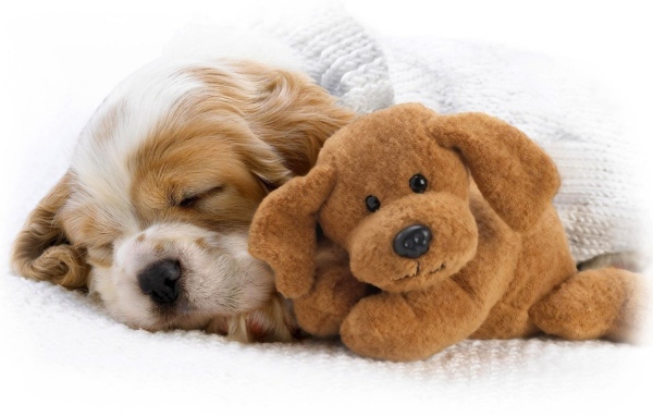 Щенок и игрушка