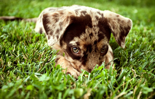 Щенок в траве