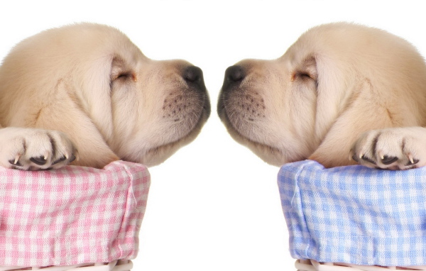 Спящие щенки