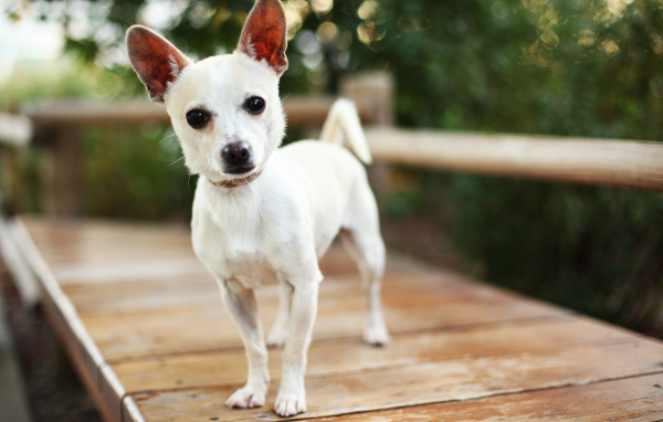 Маленькая собака