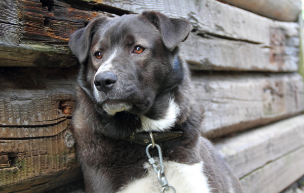 Усталый пес