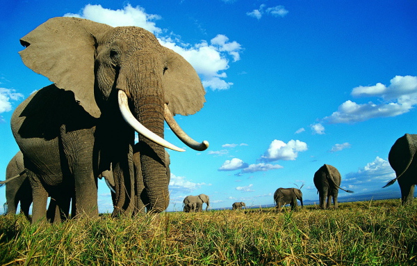 Семейство слонов