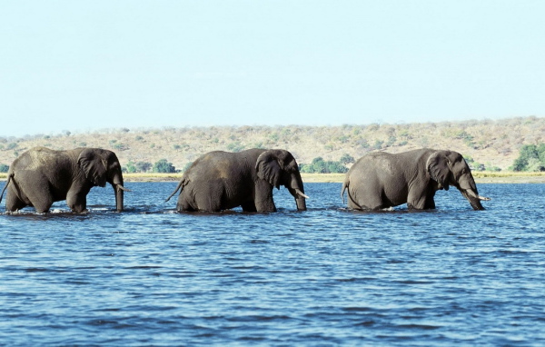 Слоны в воде