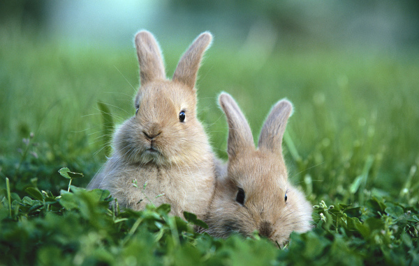 Rabbits in the Grass