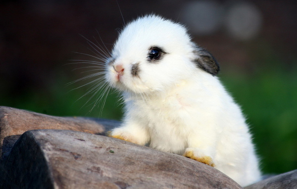 Белый кролик