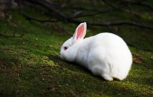 Белый кролик