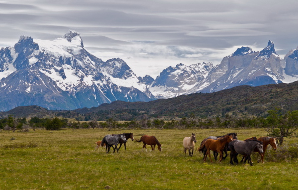 Табун лошадей