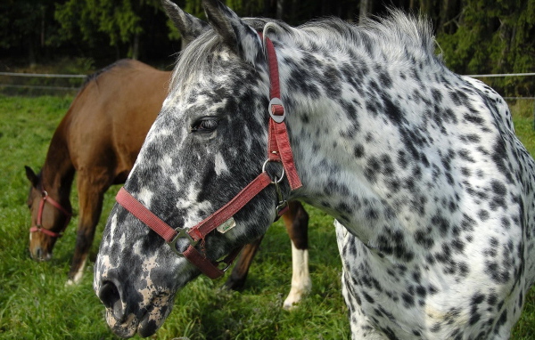 Пятнистая лошадь
