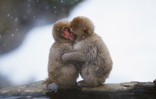 Замерзшие обезьянки
