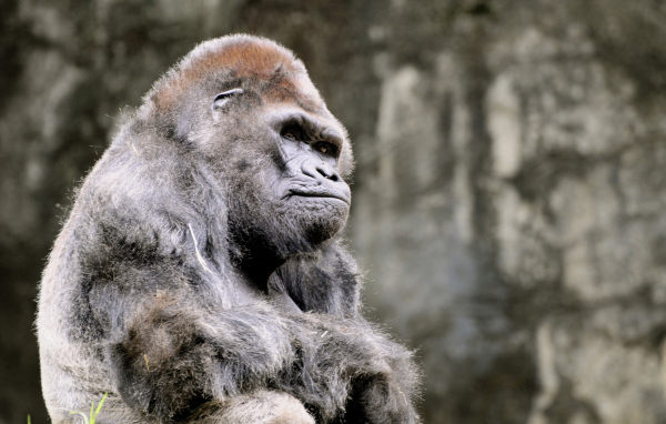 Одинокая горила