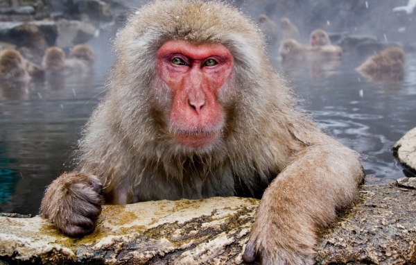 Обезьяны в гейзере