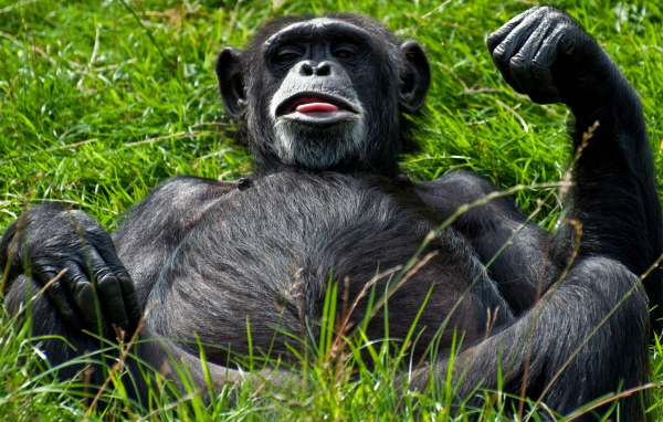 Отдыхающий примат