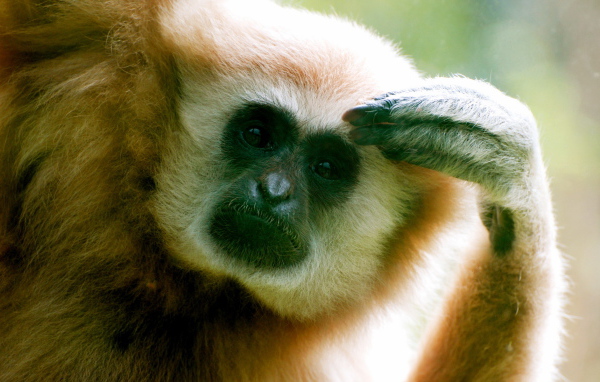 Думающий примат