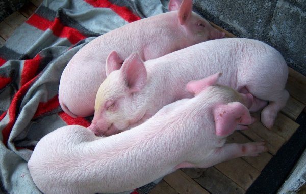 Три поросенка