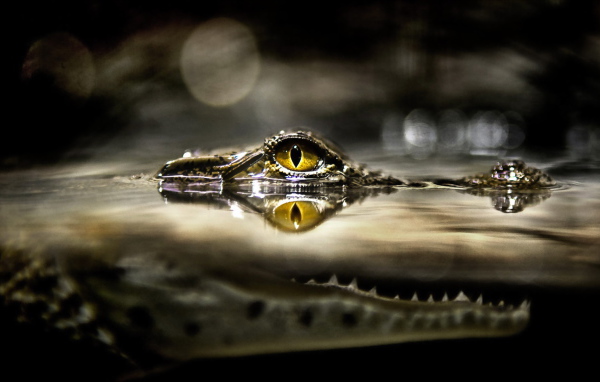 Eye of a crocodile