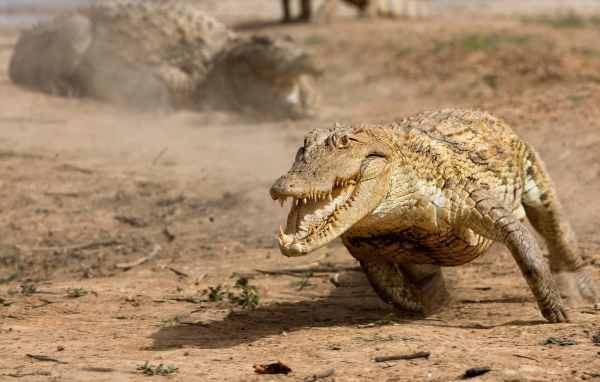 Бегущий аллигатор