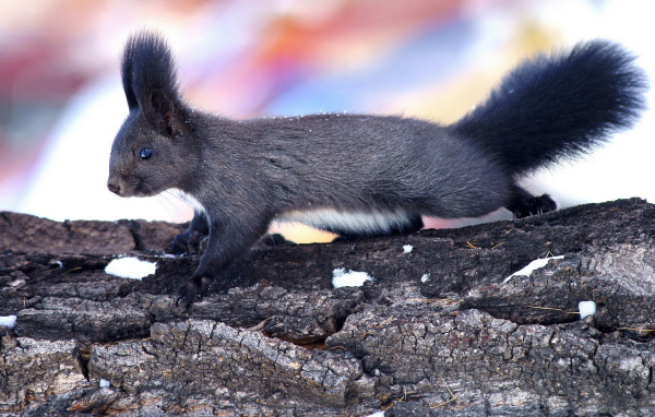 Пушистая белка