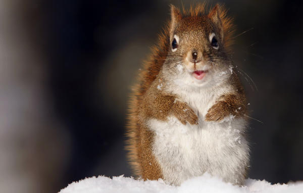 Забавная белка