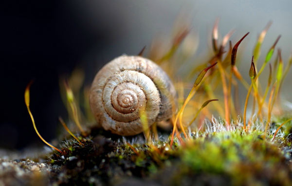 Улитка в траве