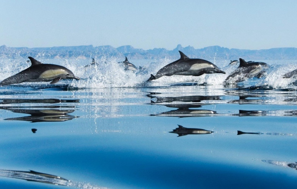 Дельфины