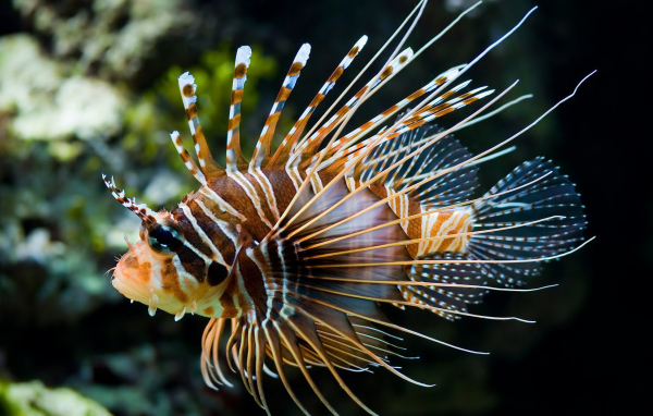 Рыба - Зебра