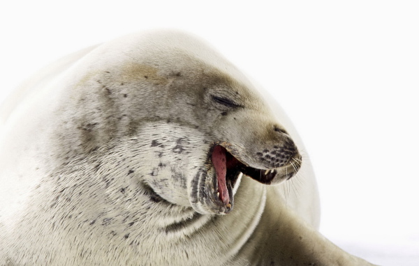 Морской котик