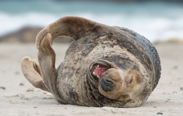 Тюлень на пляже