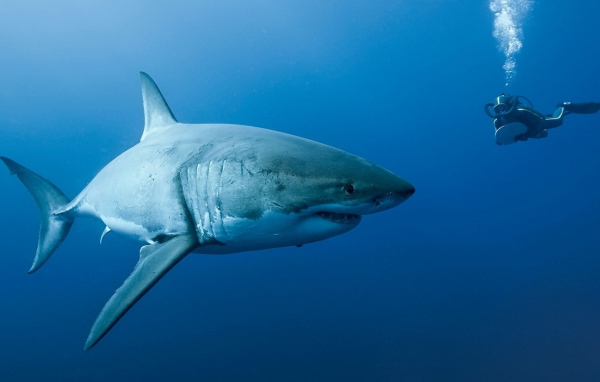 Акула на охоте
