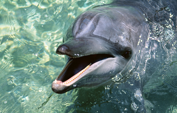 Зубастый дельфин