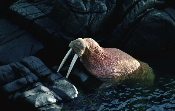 Морж на камнях