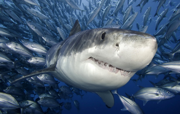 Белая Акула