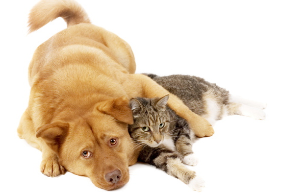 Пес и рыжий кот