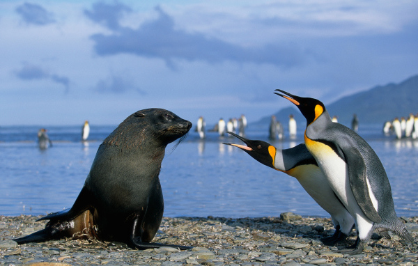 Морской котик и пингвины