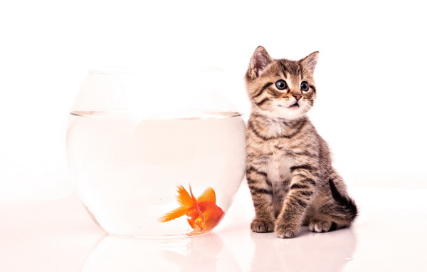 Kitten and goldfish