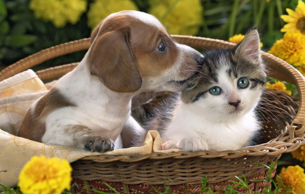Щенок и котенок