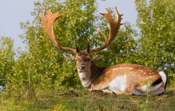 Олень с большими рогами