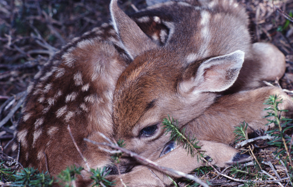 Маленький олененок