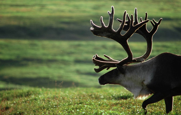 Старый олень