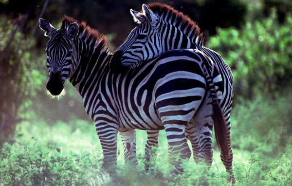 Две зебры