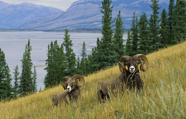 Горные бараны