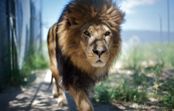 Взрослый лев