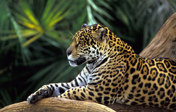 Ягуар на ветке